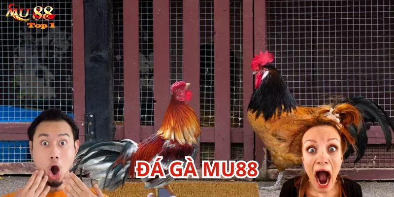 Đá Gà Mu88 rất được ưa chuộng